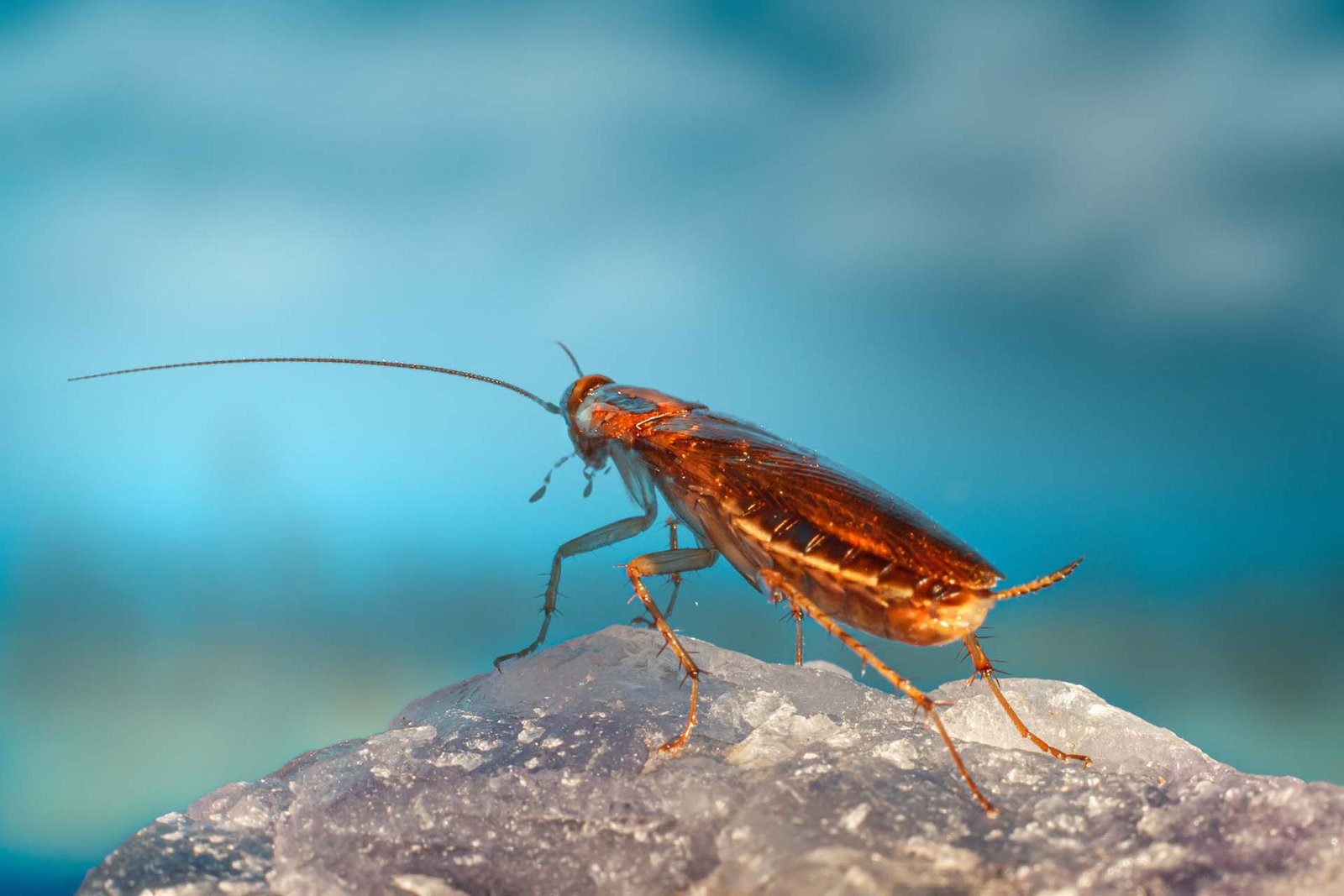Cockroach Control Gloucestershire