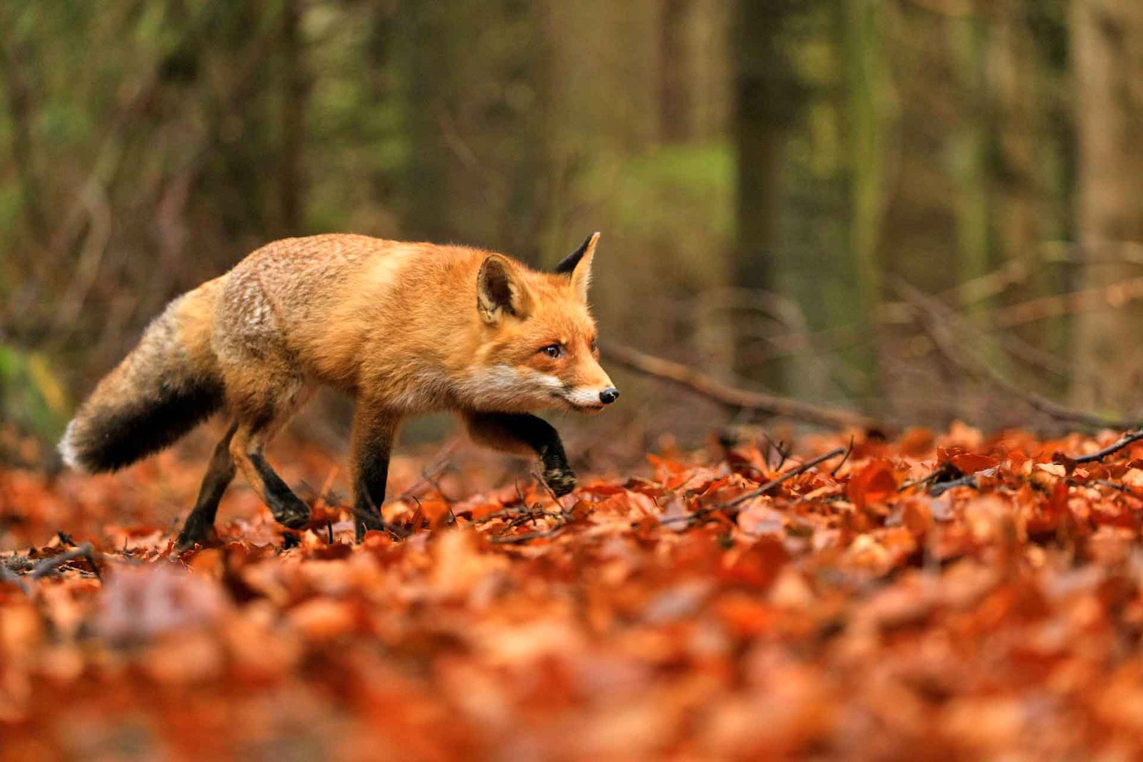Fox Control Services In Gloucestershire