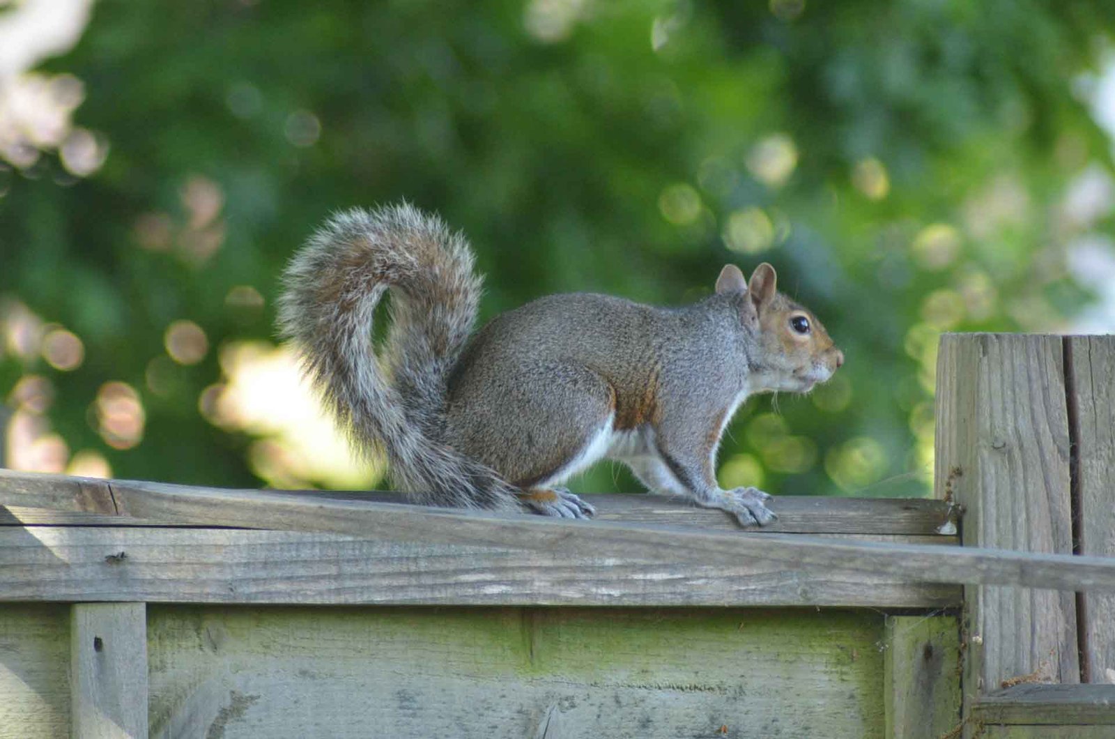 Grey Squirrel Control Gloucestershire