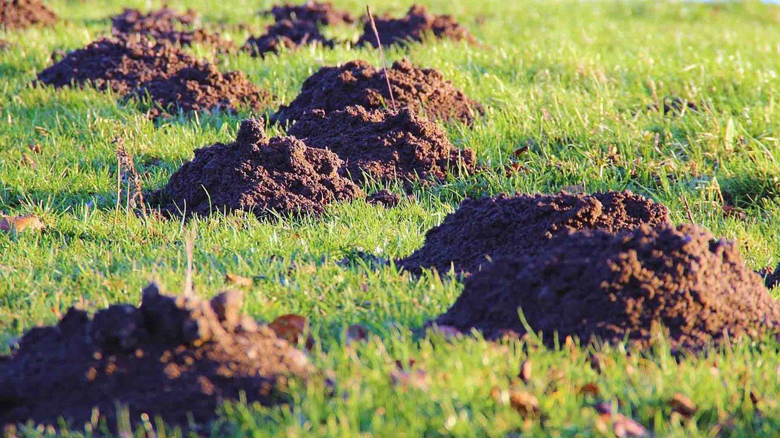 Mole Control Gloucestershire
