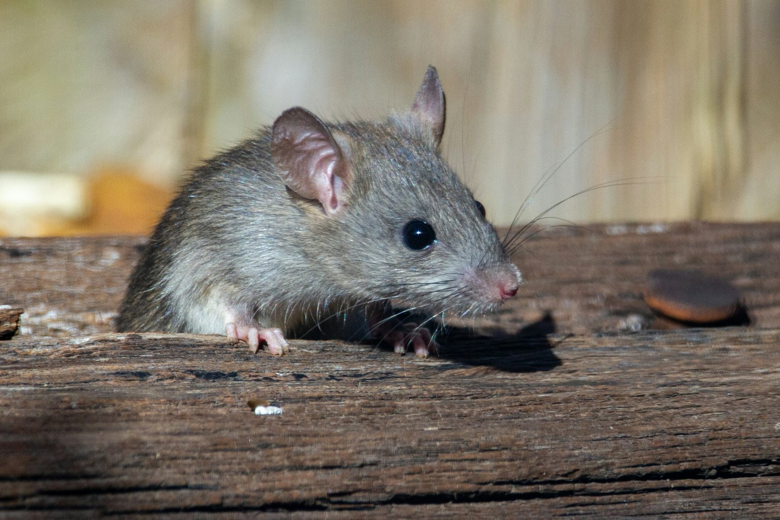 Rat Control Gloucestershire
