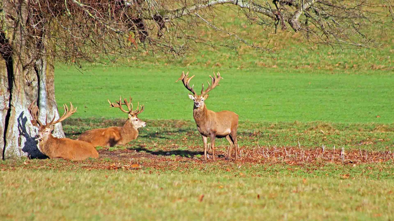 Red Deer Control Services Gloucestershire